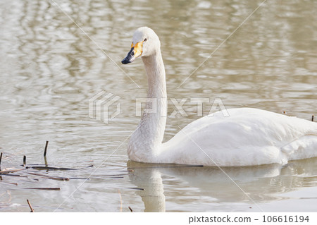 Swan visiting in spring in Hokkaido Swan visiting in spring in Hokkaido 106616194