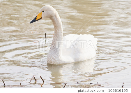 Swan visiting in spring in Hokkaido 106616195
