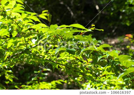 Abrachan in early summer bearing fruit 106616397