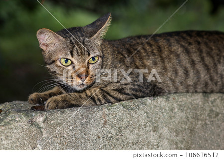 Close up gray cat house is sit down and rest on the old wall near the garden at thailand Close up gray cat house is sit down and rest on the old wall near the garden at thailand 106616512