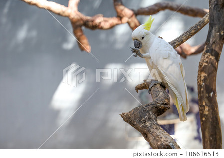 The triton cockatoo bird is the cute bird in garden 106616513
