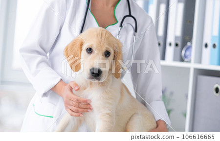 Cute dog in vet cabinet Cute dog in vet cabinet 106616665