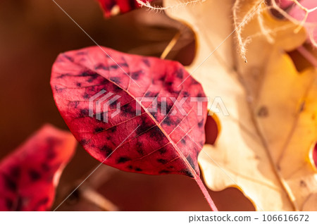Close up view of spotted leaf Close up view of spotted leaf 106616672
