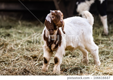 Buer goat on the nature 106616687