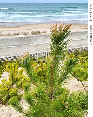 種植松樹作為防風林和海岸 106617379