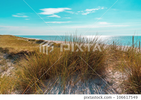 Landscape on Sylt island with marram grass dunes and sea at horizon Landscape on Sylt island with marram grass dunes and sea at horizon 106617549