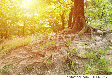 Mighty roots of an old tree in green forest in daytime 106617570