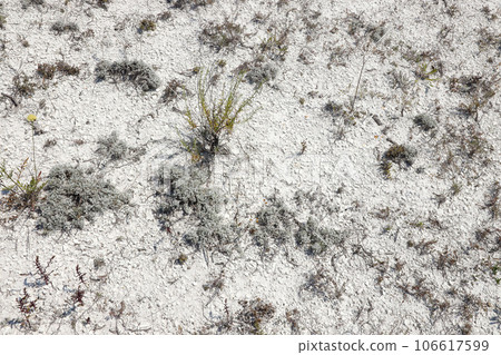 Opencast mining chalk surface with dry green bushes in hills 106617599