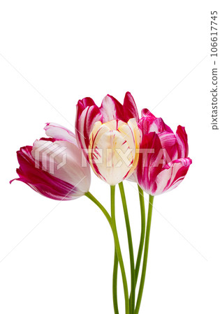 colorful tulips isolated colorful tulips isolated 106617745