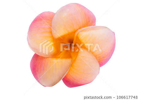 plumeria flower isolated 106617748