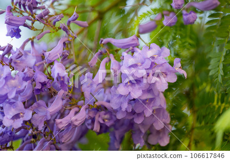 violet jacaranda flowers on tree violet jacaranda flowers on tree 106617846