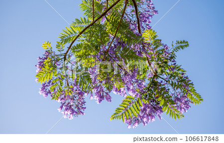violet jacaranda flowers on tree violet jacaranda flowers on tree 106617848
