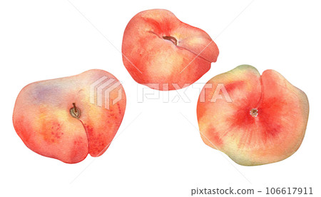 Set of chinese flat fig peaches pink watercolor illustration isolated on white. Watercolor painted pink fruits drawing. Food illustration hand drawn, design element for package, label Set of chinese flat fig peaches pink watercolor illustration isolated on white. Watercolor painted pink fruits drawing. Food illustration hand drawn, design element for package, label 106617911