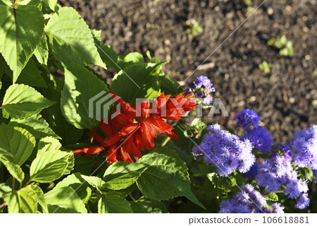 Red bright salvia flowers on a green bush in the garden. Lamiaceae. Red bright salvia flowers on a green bush in the garden. Lamiaceae. 106618881
