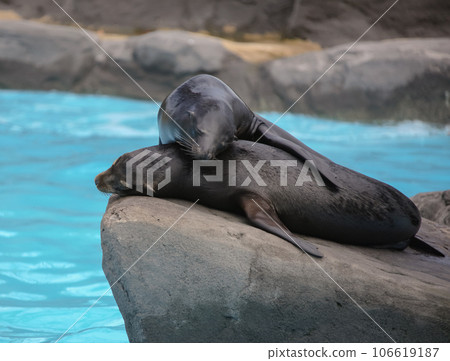 Two eared seals or southern fur seals sleep on rocky rookery. Two eared seals or southern fur seals sleep on rocky rookery. 106619187