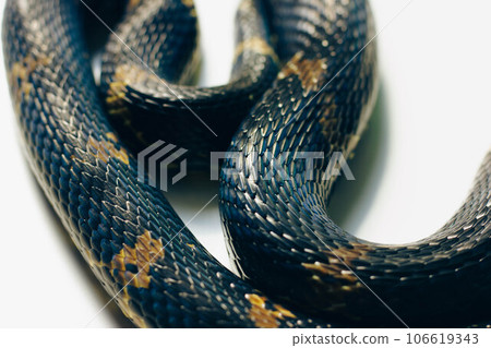 A close up of Schrenck's rat snake Elaphe schrenckii. A black snake on a white background A close up of Schrenck's rat snake Elaphe schrenckii. A black snake on a white background 106619343