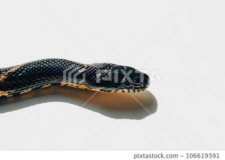 A close up of Schrenck's rat snake Elaphe schrenckii. A black snake on a white background A close up of Schrenck's rat snake Elaphe schrenckii. A black snake on a white background 106619391