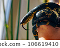 A close up of Schrenck's rat snake Elaphe schrenckii on the arm 106619410