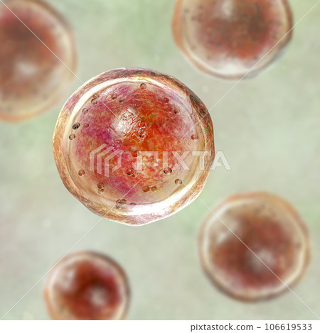 Emmonsia microscopic pathogenic fungi, adiaspore stage, 3D illustration 106619533