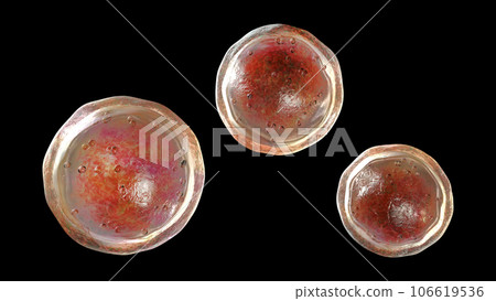 Emmonsia microscopic pathogenic fungi, adiaspore stage, 3D illustration Emmonsia microscopic pathogenic fungi, adiaspore stage, 3D illustration 106619536