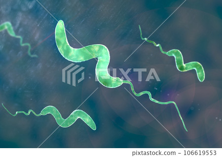 Campylobacter bacteria, 3D illustration. 106619553