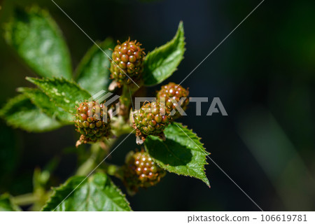 blackberries still unripe. 106619781