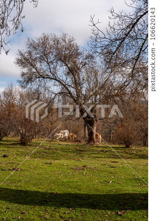 Cows on pasture with meadows and woodland during autumn 106620143