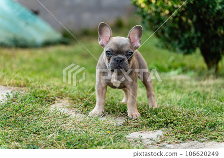 Serious french bulldog puppy is standing and looking at the camera. Serious french bulldog puppy is standing and looking at the camera. 106620249