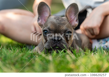 French bulldog puppy is resting on a green lawn. 106620257