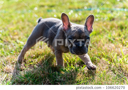 French bulldog puppy on a lawn in the backyard. French bulldog puppy on a lawn in the backyard. 106620270