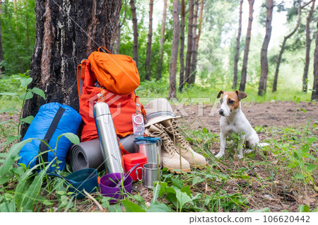 Dog and camping equipment in a pine forest. Backpack, thermos, sleeping bag, compass, hat and shoes. 106620442