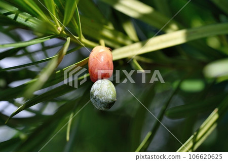 Inumaki noodles 106620625