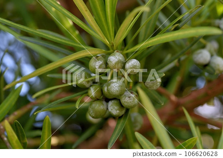 Inumaki noodles Inumaki noodles 106620628