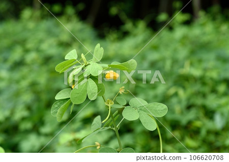 Shrimp flower Shrimp flower 106620708