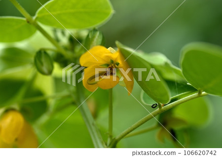 Shrimp flower Shrimp flower 106620742