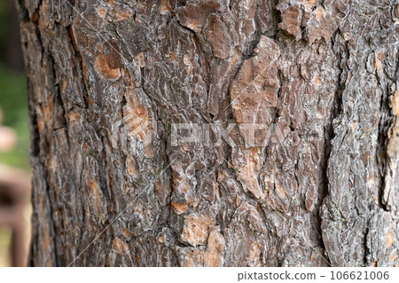 A close-up photo of a tree trunk. There is a forest in the background, and free space for text. The bark of the trunk is infected with pests. Bark destroyed by the weather.  106621006