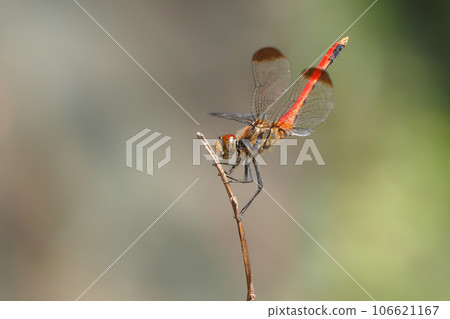 Squirrel madder (male)　 106621167