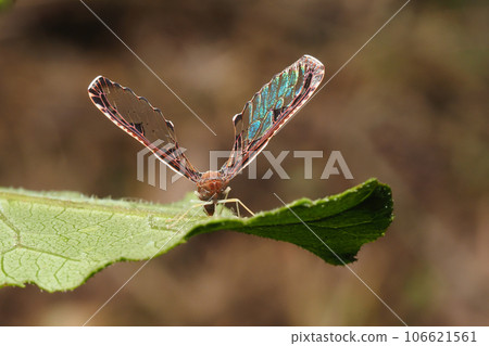 Aya heli Aya heli 106621561