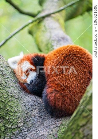 Red panda bear climbing tree. close-up of a rare red panda 106621606