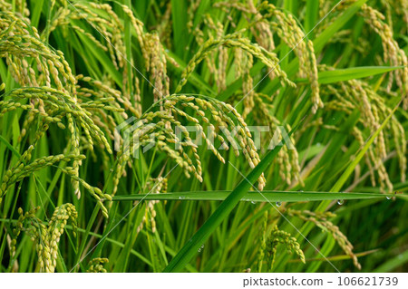 Fruited rice panicle 106621739