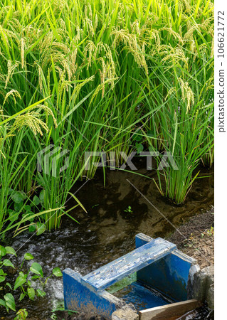 為稻田供水的水口 為稻田供水的水口 106621772