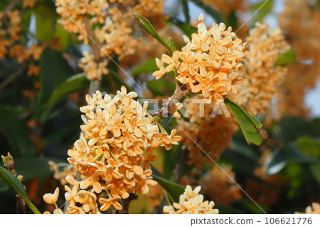 Kinmokusei花 106621776