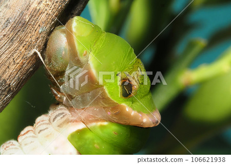 Black swallowtail larva (pre-pupa: preparation for pupa) rearing Black swallowtail larva (pre-pupa: preparation for pupa) rearing 106621938