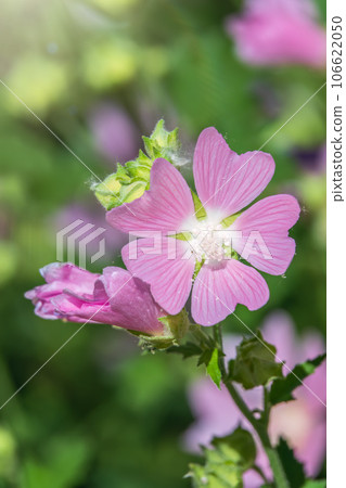 Big pink and red delicate flowers of mallow in bloom with green leaves and buds closeup, summer flowers background, Big pink and red delicate flowers of mallow in bloom with green leaves and buds closeup, summer flowers background, 106622050