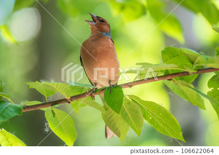 Common chaffinch, Fringilla coelebs, sits on a branch in spring on green background. Common chaffinch in wildlife. Common chaffinch, Fringilla coelebs, sits on a branch in spring on green background. Common chaffinch in wildlife. 106622064