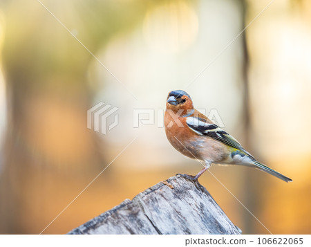 Common chaffinch, Fringilla coelebs, sits on a tree. Common chaffinch in wildlife. Common chaffinch, Fringilla coelebs, sits on a tree. Common chaffinch in wildlife. 106622065