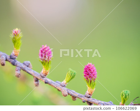 Larch tree fresh pink cones blossom at spring on nature background Larch tree fresh pink cones blossom at spring on nature background 106622069