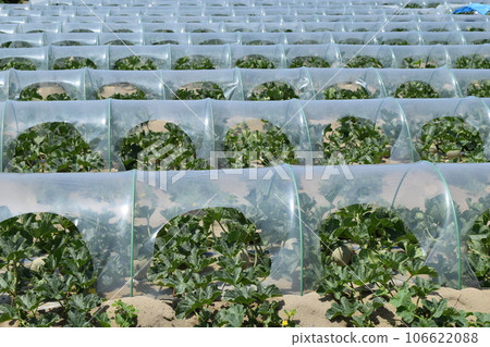 Melon cultivation Shonai sand dune Melon cultivation Shonai sand dune 106622088