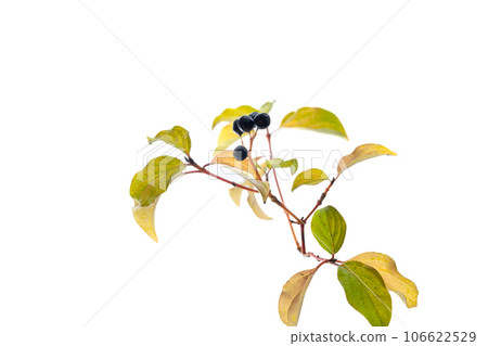 a close up of a plant with leaves and berries, typical september plant, 106622529