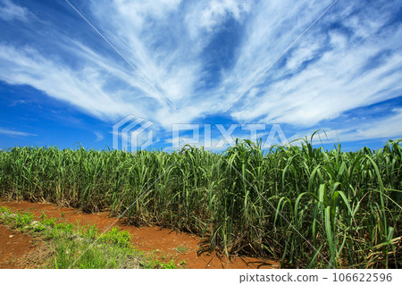 沖繩風光,甘蔗田,藍天,白雲 沖繩風光,甘蔗田,藍天,白雲 106622596